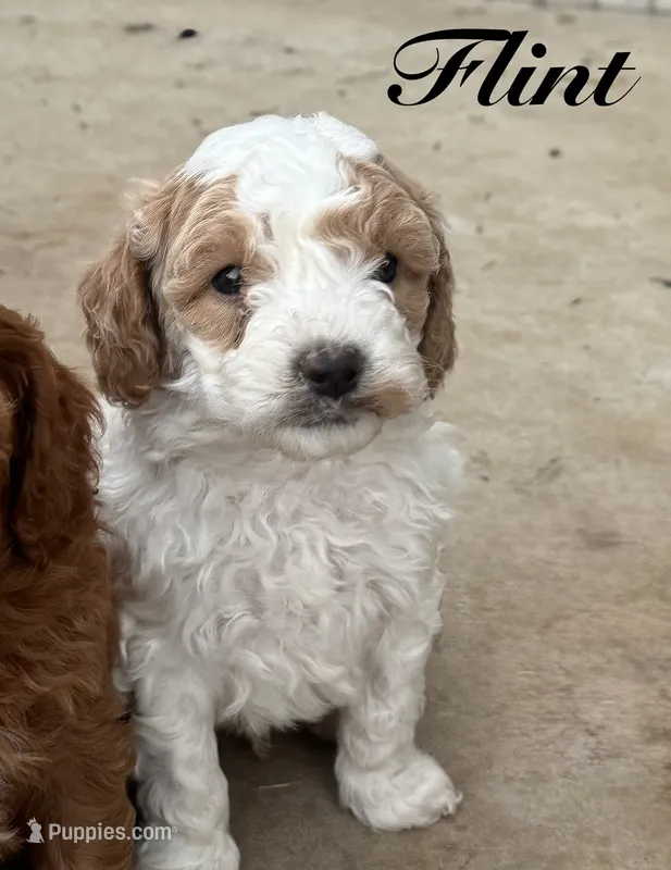 Flint – Cavapoo puppy for sale in Macon, MS