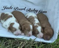 Gem, a female Cavapoo for sale in Macon, MS – 2 of 5