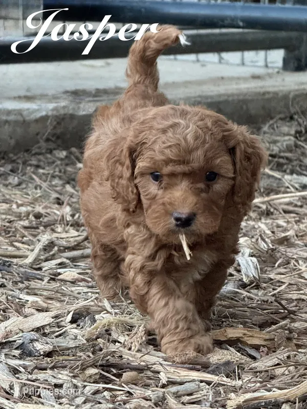 Jasper – Cavapoo puppy for sale in Macon, MS