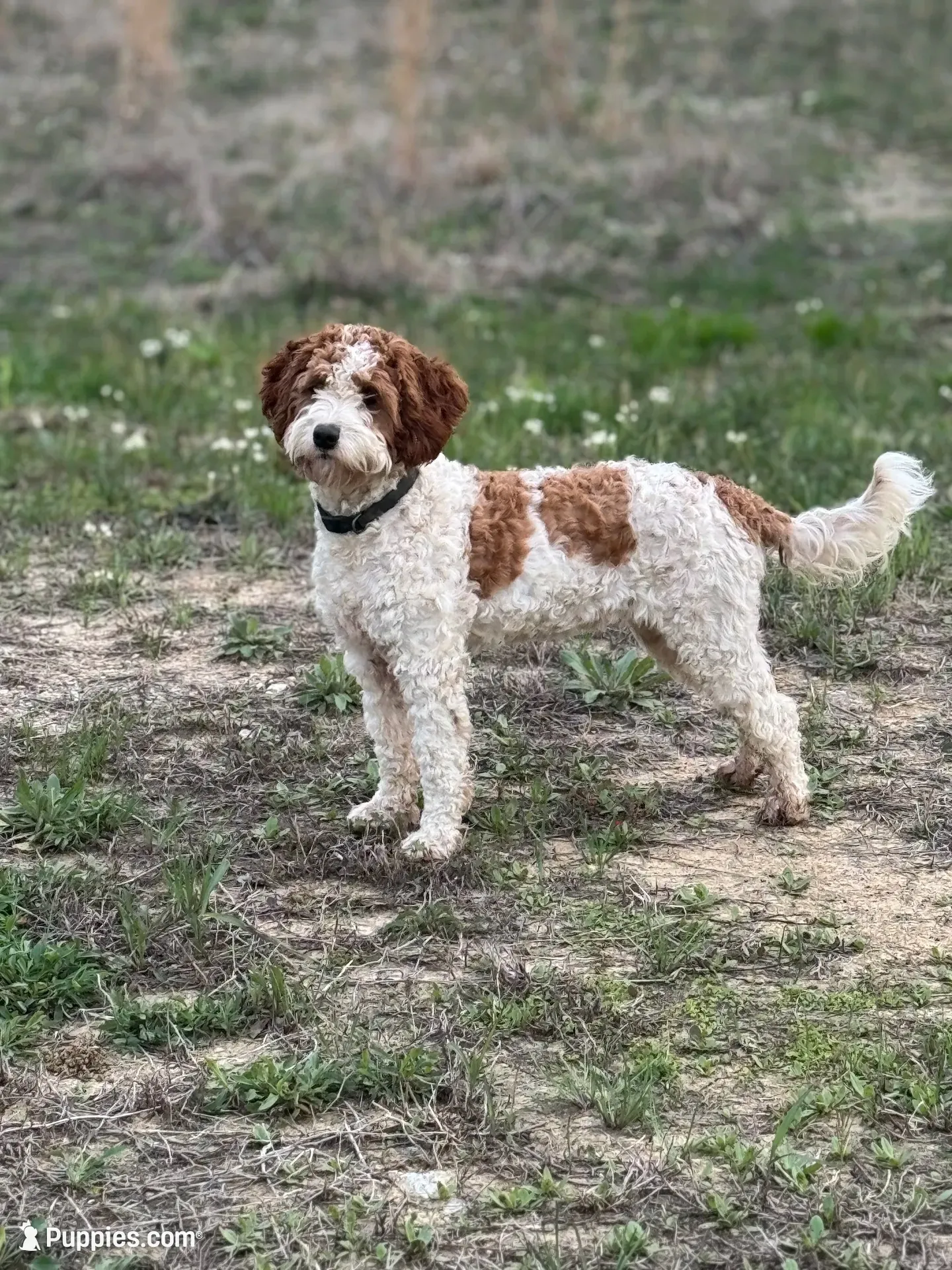 Pearl, a female Cavapoo for sale in Macon, MS – 4 of 5