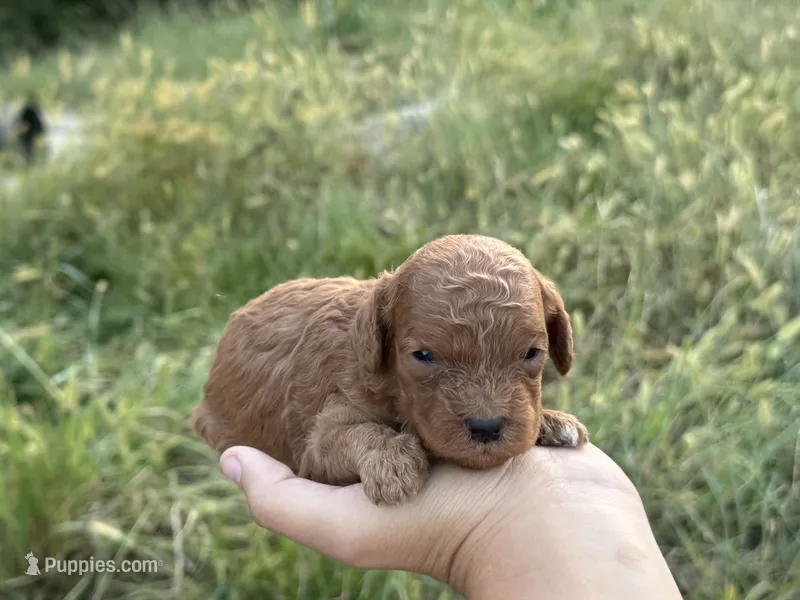 Jet – Cavapoo puppy for sale in Macon, MS