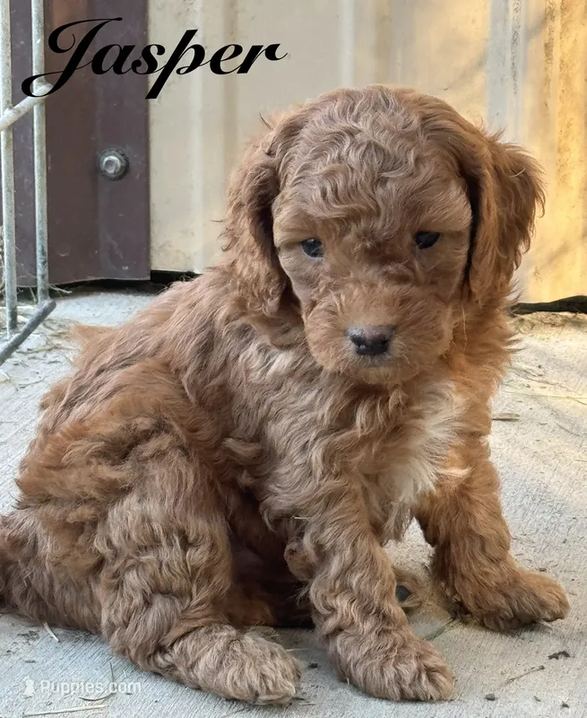 Jasper – Cavapoo puppy for sale in Macon, MS