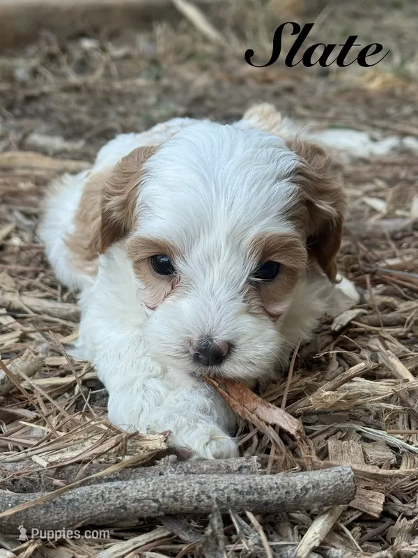 Slate – Cavapoo puppy for sale in Macon, MS