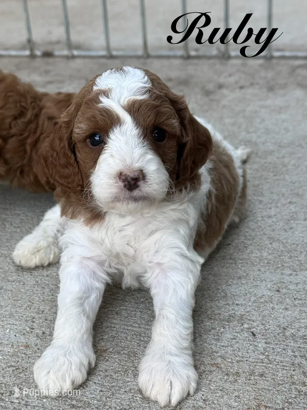 Ruby – Cavapoo puppy for sale in Macon, MS