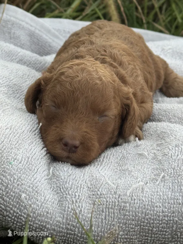 Jasper – Cavapoo puppy for sale in Macon, MS