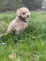 Jet, a male Cavapoo for sale in Macon, MS – 4 of 4