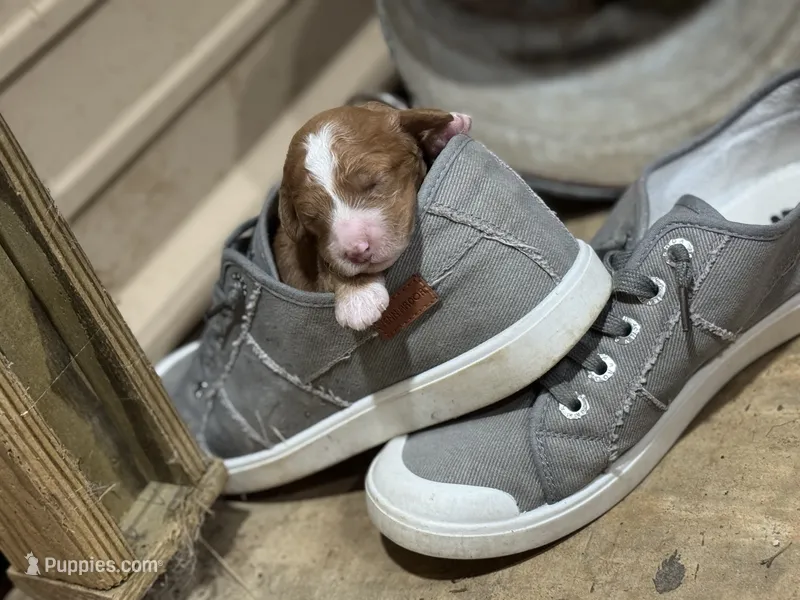 Pearl – Cavapoo puppy for sale in Macon, MS