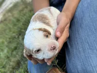 Slate, a male Cavapoo for sale in Macon, MS – 5 of 7