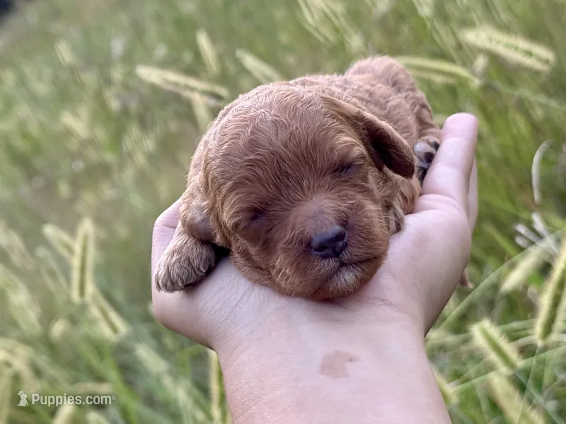 Gem – Cavapoo puppy for sale in Macon, MS