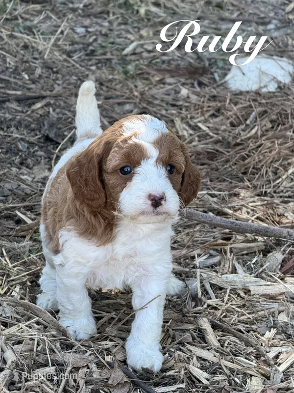 Ruby – Cavapoo puppy for sale in Macon, MS