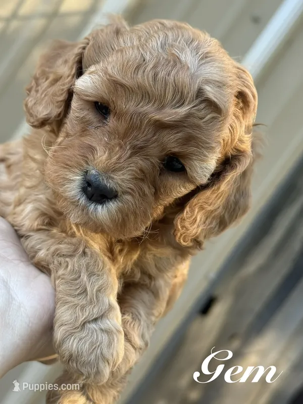 Gem – Cavapoo puppy for sale in Macon, MS