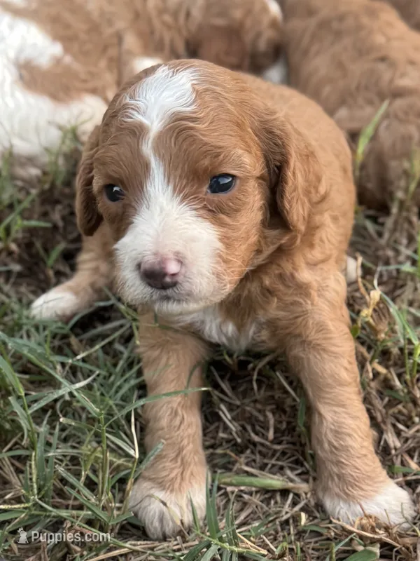 Pearl – Cavapoo puppy for sale in Macon, MS