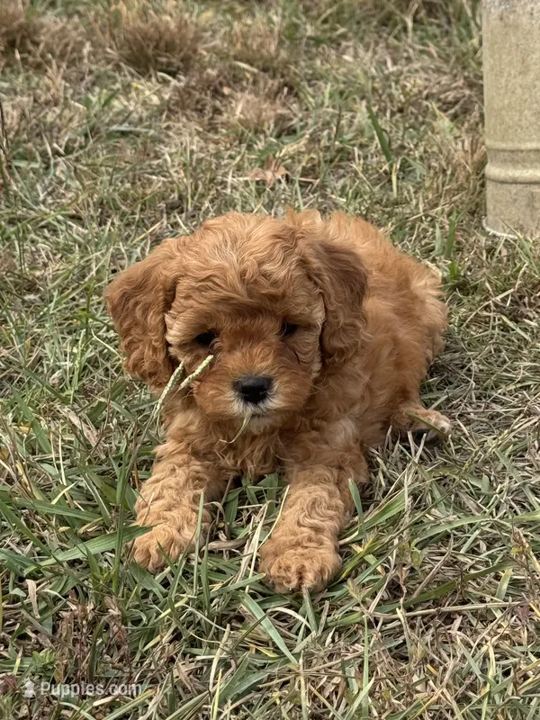Gem – Cavapoo puppy for sale in Macon, MS