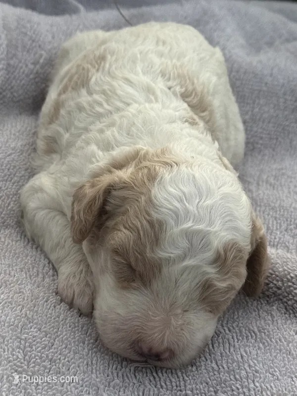 Flint – Cavapoo puppy for sale in Macon, MS