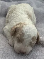 Flint, a male Cavapoo for sale in Macon, MS – 1 of 5