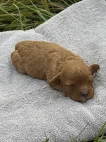 Gem, a female Cavapoo for sale in Macon, MS – 3 of 5