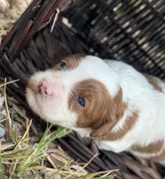 Jade, a female Cavapoo for sale in Macon, MS – 2 of 5