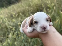 Slate, a male Cavapoo for sale in Macon, MS – 2 of 7