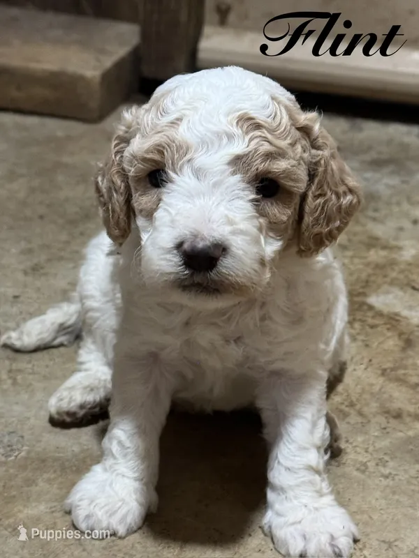 Flint – Cavapoo puppy for sale in Macon, MS