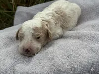 Flint, a male Cavapoo for sale in Macon, MS – 3 of 5