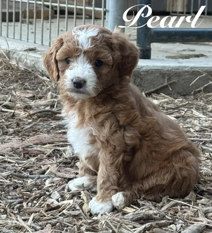 Pearl – Cavapoo puppy for sale in Macon, MS