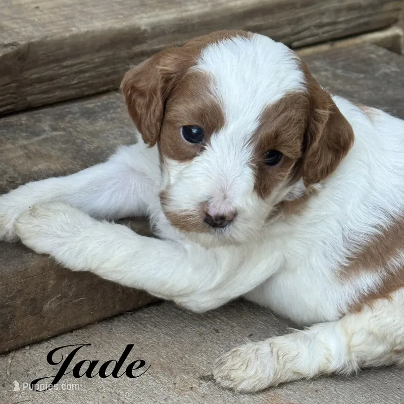 Jade – Cavapoo puppy for sale in Macon, MS