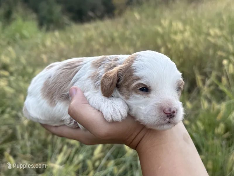 Slate – Cavapoo puppy for sale in Macon, MS