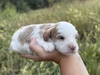 Slate, a male Cavapoo for sale in Macon, MS – 1 of 7