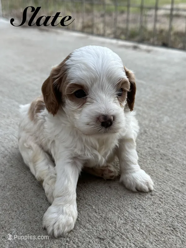 Slate – Cavapoo puppy for sale in Macon, MS