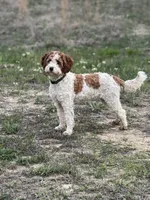 Ruby, a female Cavapoo for sale in Macon, MS – 4 of 5