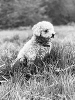 Gem, a female Cavapoo for sale in Macon, MS – 5 of 5