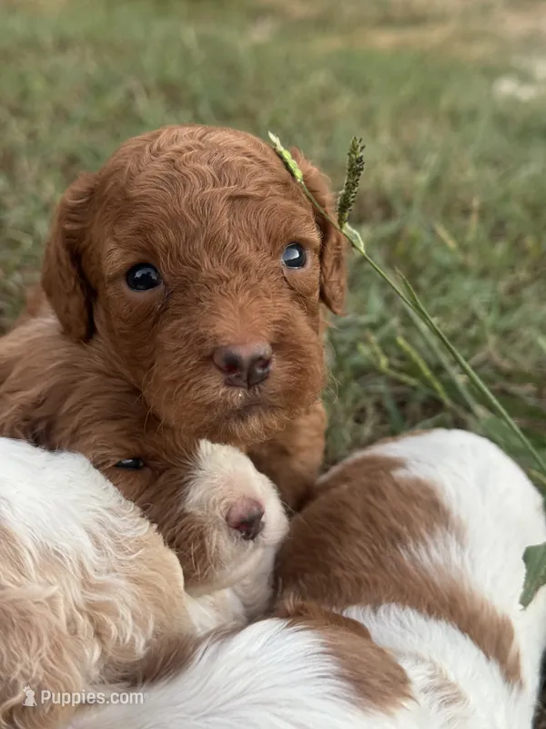 Jasper – Cavapoo puppy for sale in Macon, MS
