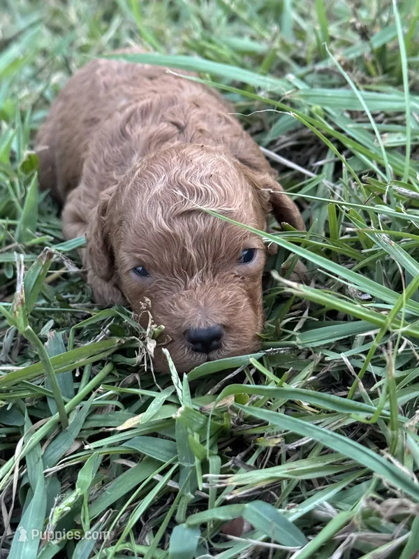 Jet – Cavapoo puppy for sale in Macon, MS