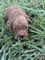 Jet, a male Cavapoo for sale in Macon, MS – 1 of 4