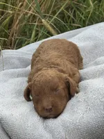Jasper, a male Cavapoo for sale in Macon, MS – 3 of 5