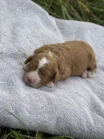 Pearl, a female Cavapoo for sale in Macon, MS – 2 of 5