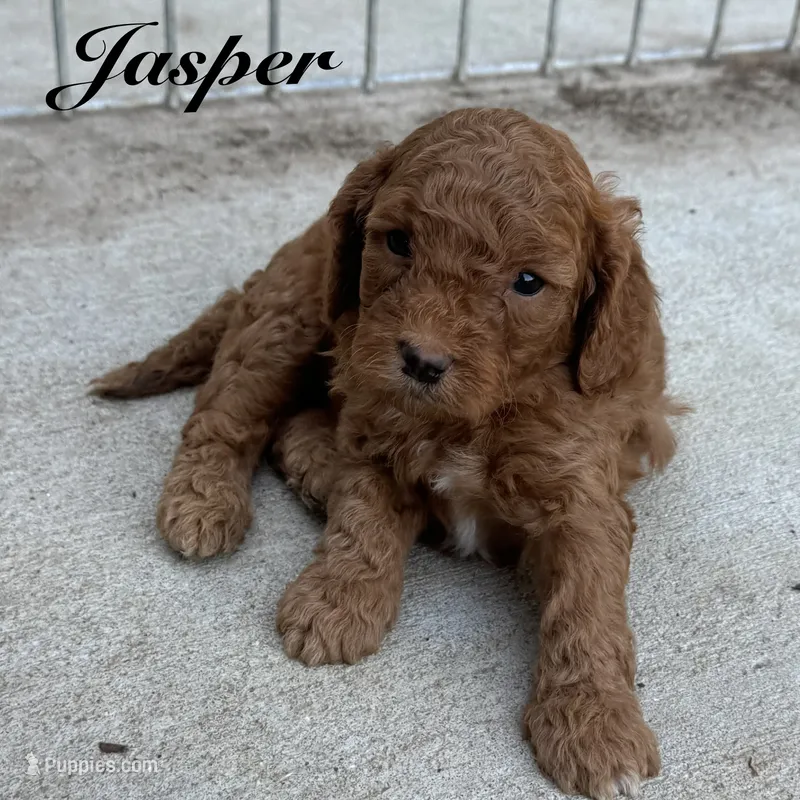 Jasper – Cavapoo puppy for sale in Macon, MS