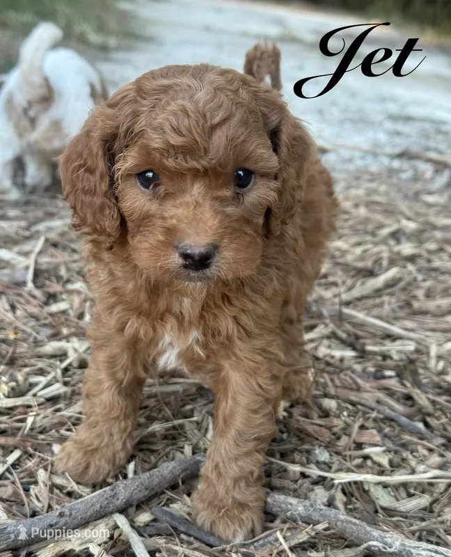 Jet – Cavapoo puppy for sale in Macon, MS