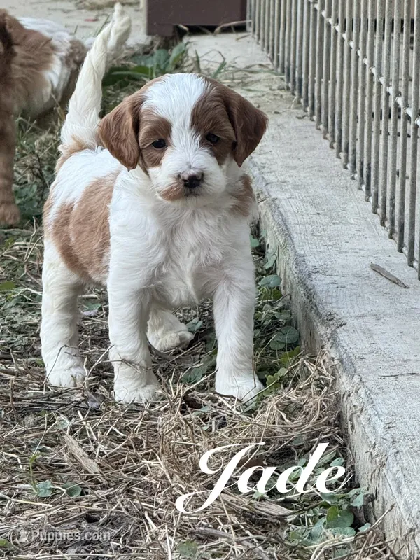 Jade – Cavapoo puppy for sale in Macon, MS