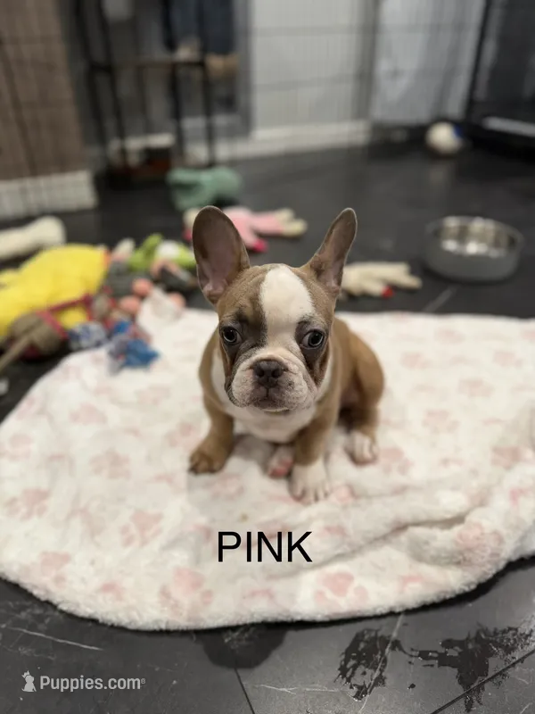 Pink – French Bulldog puppy for sale in Los Angeles, CA