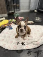 Pink, a female French Bulldog for sale in Los Angeles, CA – 1 of 9