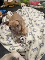 Dark blue (dopey), a female French Bulldog for sale in Los Angeles, CA – 4 of 6