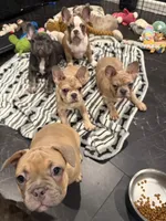 Dark blue (dopey), a female French Bulldog for sale in Los Angeles, CA – 3 of 6