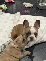 Pink, a female French Bulldog for sale in Los Angeles, CA – 5 of 9