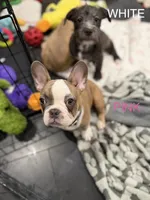 Pink, a female French Bulldog for sale in Los Angeles, CA – 4 of 9