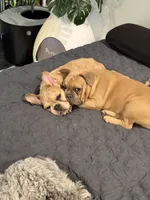 Dark blue (dopey) , a female French Bulldog for sale in Los Angeles, CA – 6 of 6