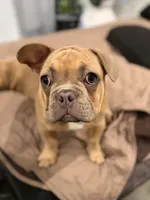 Dark blue (dopey) , a female French Bulldog for sale in Los Angeles, CA – 4 of 6