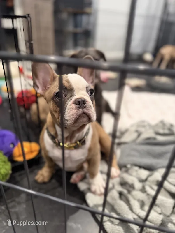 Pink – French Bulldog puppy for sale in Los Angeles, CA