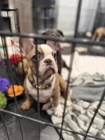 Pink, a female French Bulldog for sale in Los Angeles, CA – 7 of 9