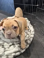 Dark blue (dopey), a female French Bulldog for sale in Los Angeles, CA – 2 of 6